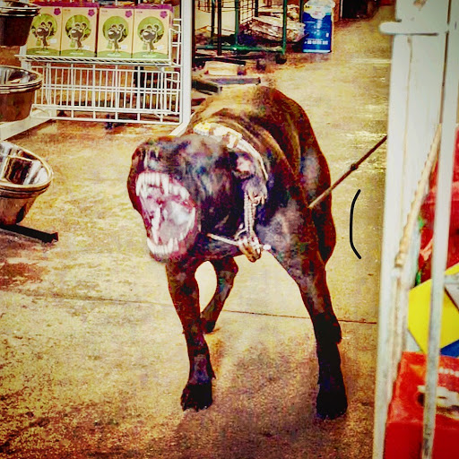 Pet Supply Store «Ace Pet Supply & K-9 Center Inc», reviews and photos, 206 Vanderpool St, Newark, NJ 07114, USA