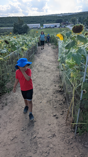 Tourist Attraction «Sunflower Maze», reviews and photos, South St, Middlefield, CT 06455, USA