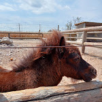 Photo n°8 de l'avis de Nicole.o fait le 05/09/2022 à 15:42 sur le  Agriturismo Fattoria degli Animali La Collinara à Comacchio
