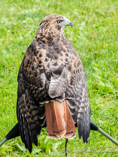 Nature Preserve «Stage Nature Center», reviews and photos, 6685 Coolidge Hwy, Troy, MI 48098, USA