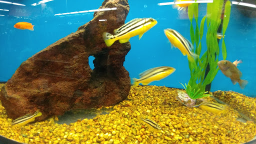 Pet Supply Store «Petco Animal Supplies», reviews and photos, 16710 Royalton Rd, Strongsville, OH 44136, USA