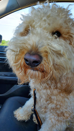 Pet Supply Store «PetSmart», reviews and photos, 1705 N Bechtle Ave, Springfield, OH 45504, USA