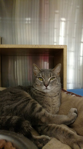 Pet Supply Store «PetSmart», reviews and photos, 11132 Abercorn St, Savannah, GA 31419, USA