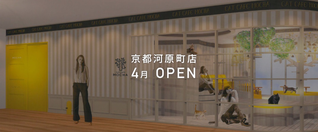 猫カフェmocha モカ 京都河原町店 の評判は レビューチェッカー