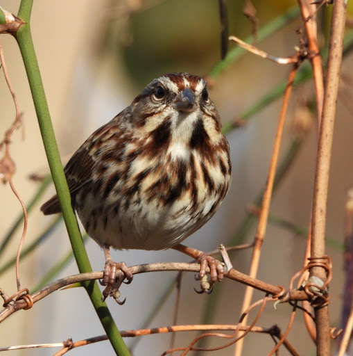 Nature Preserve «Rancocas Nature Center», reviews and photos, 794 Rancocas Mt Holly Rd, Westampton, NJ 08060, USA