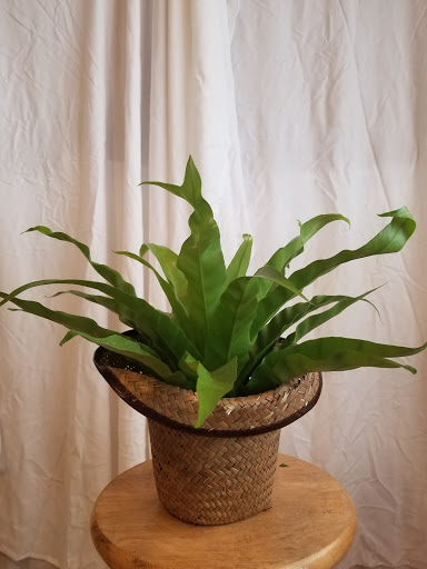 Florist «Adams Flower Shop», reviews and photos, 2950 Old Cornelia Hwy, Gainesville, GA 30507, USA