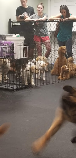 Pet Supply Store «Dogology», reviews and photos, 166 Albany Turnpike, Canton, CT 06019, USA