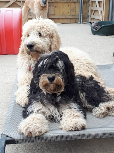 Reviews of Oggy Doggy Daycare in Truro - Dog trainer