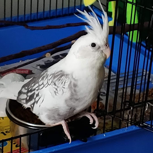 Pet Supply Store «Petco Animal Supplies», reviews and photos, 1933 South Rd, Poughkeepsie, NY 12601, USA