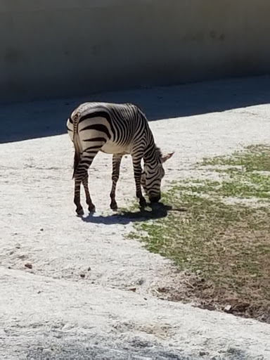 Zoo «Elmwood Park Zoo», reviews and photos, 1661 Harding Blvd, Norristown, PA 19401, USA