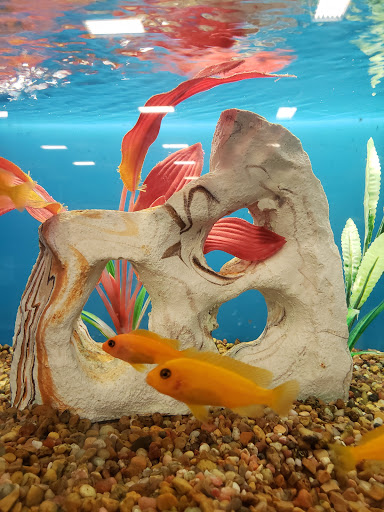 Pet Supply Store «PetSmart», reviews and photos, 1421 Carl D Silver Parkway, Fredericksburg, VA 22401, USA