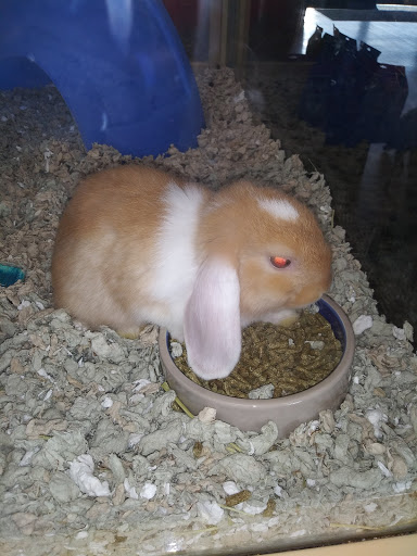 Pet Supply Store «Pet Supermarket», reviews and photos, 2924 13th St, St Cloud, FL 34769, USA