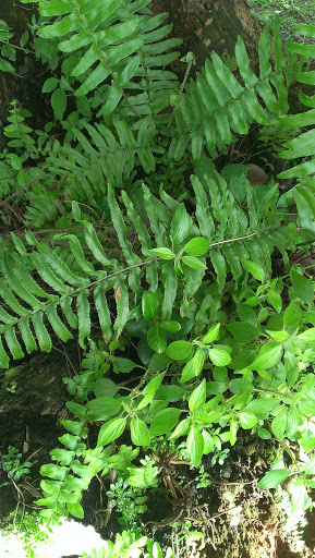 Condominium Complex «Hollybrook Golf and Tennis Club», reviews and photos, 900 Hollybrook Dr, Pembroke Pines, FL 33025, USA