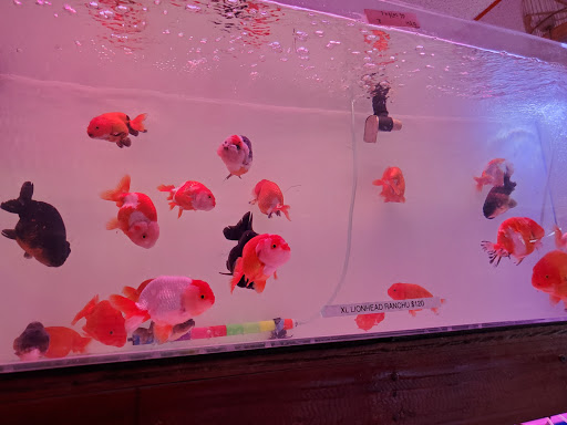 Aquarium Shop «Total Fish & Pets», reviews and photos, 137 Valley Blvd, Alhambra, CA 91801, USA