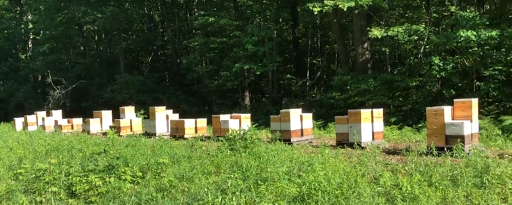 Honey farm Sterling Heights