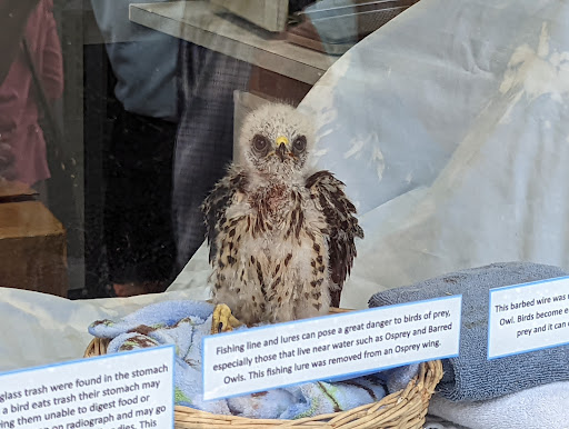 Zoo «Audubon Center for Birds of Prey», reviews and photos, 1101 Audubon Way, Maitland, FL 32751, USA