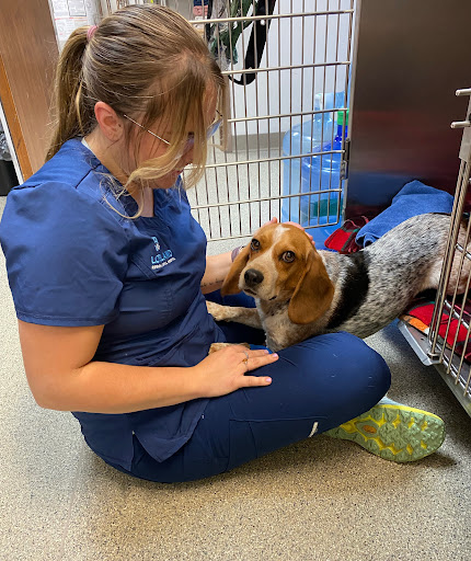 Loveland Regional Animal Hospital image