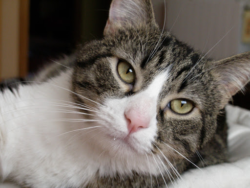 Veterinaria La Dehesa. San Sebastian de Los Reyes en San Sebastián de los Reyes