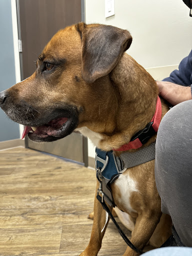 Winchester Veterinary Clinic image