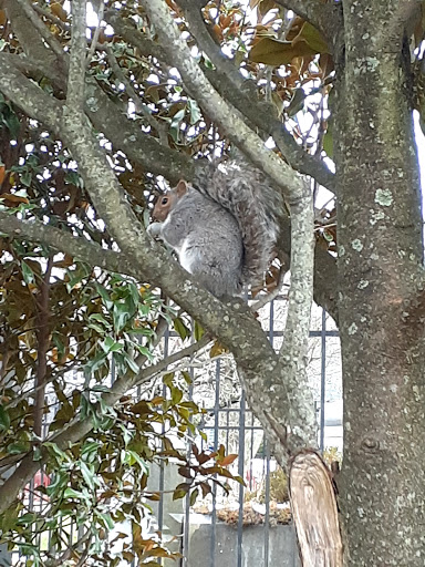 Park «Clasky Common Park», reviews and photos, Purchase St, New Bedford, MA 02740, USA