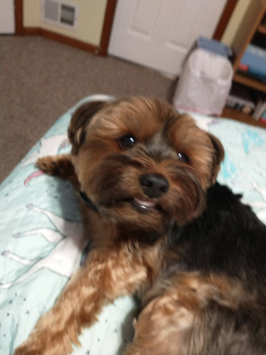 Pet Supply Store «Pet Supplies Plus», reviews and photos, 5348 Dixie Hwy, Waterford Twp, MI 48329, USA