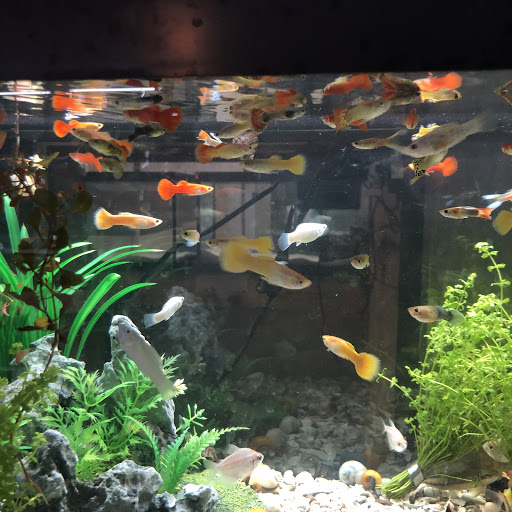 Pet Store «Land And Sea Exotic Pets», reviews and photos, 785 Seaboard Dr Ste 202, Dallas, GA 30132, USA