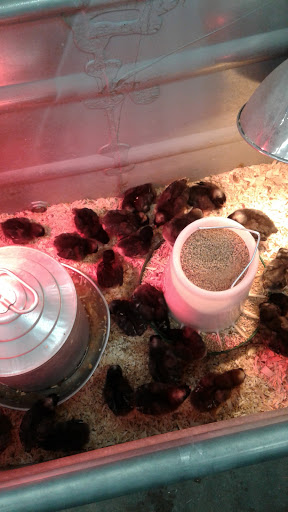 Department Store «Rural King», reviews and photos, 9525 Collinsville Rd, Collinsville, IL 62234, USA