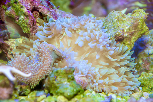 Tropical Fish Store «Greenwich Aquaria», reviews and photos, 1064 E Putnam Ave, Riverside, CT 06878, USA