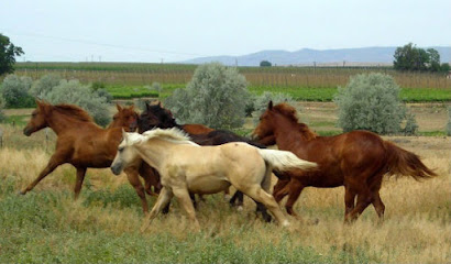 Quarter Horses by Pidcock Coates