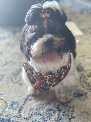 Pet Supply Store «EarthWise Pet Supply East Village», reviews and photos, 1051 Market St, San Diego, CA 92101, USA