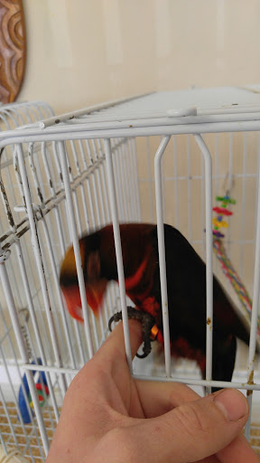 Bird Shop «BirdFarm Superstore», reviews and photos, 6360 Suncoast Parkway, Homosassa, FL 34446, USA