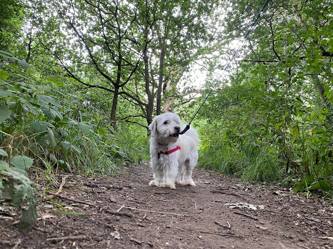 Reviews of Greenwalks in London - Dog trainer
