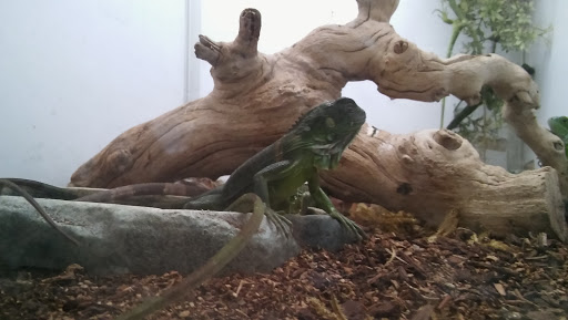 Pet Store «El Granero Pet Shop», reviews and photos, 15700 Atlantic Ave, Compton, CA 90221, USA