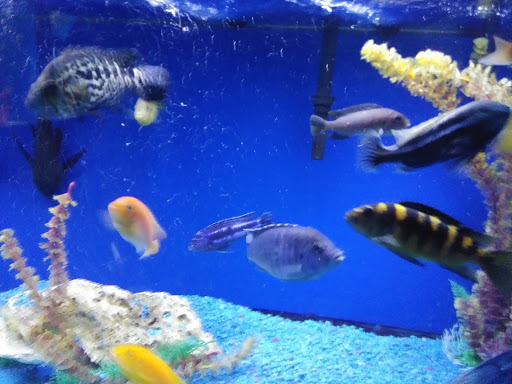 Pet Store «Pet Cove», reviews and photos, 820 E Center St, Kingsport, TN 37660, USA