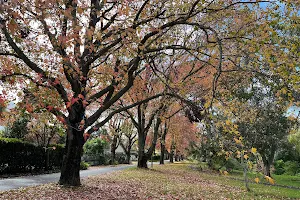 Bishopscourt Village Residents' Association image