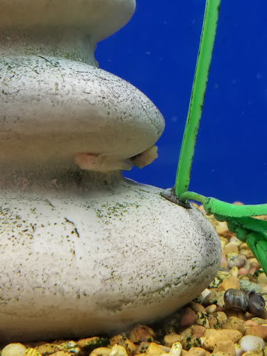 Pet Supply Store «PetSmart», reviews and photos, 533 S Broad St, Meriden, CT 06450, USA