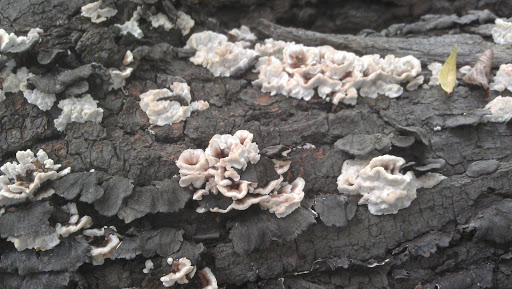 Nature Preserve «Forest Glen Woods», reviews and photos, 5420 N Forest Glen Ave, Chicago, IL 60630, USA