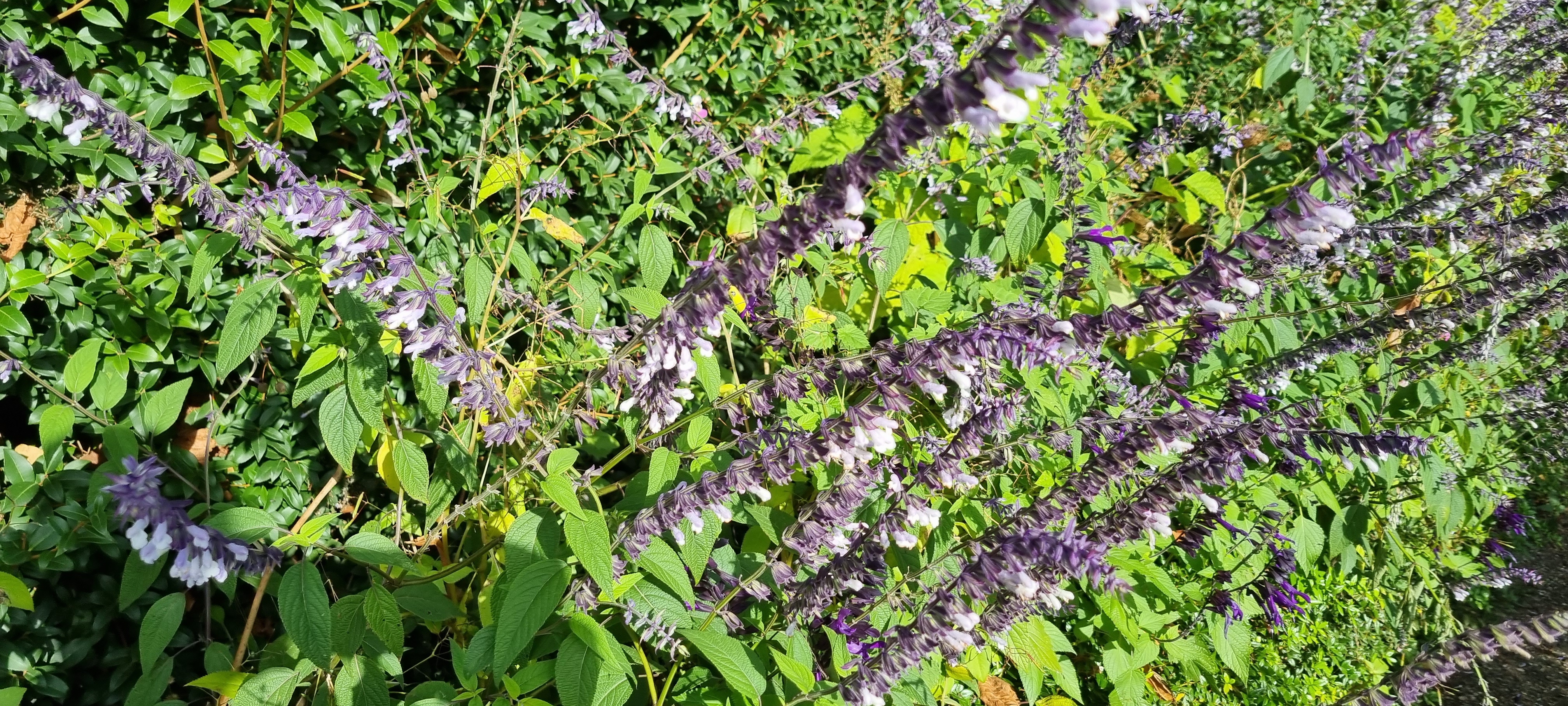 Photo n° 44 de l'avis de lemagicien40. fait le 03/11/2023 à 07:28