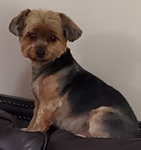 Pet Supply Store «Petco Animal Supplies», reviews and photos, 157-20 Cross Bay Blvd, Howard Beach, NY 11414, USA