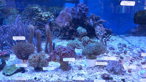 Tropical Fish Store «Stingray Bay», reviews and photos, 17800 E 9 Mile Rd, Eastpointe, MI 48021, USA