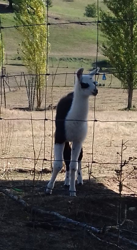 Photo n° 9 de l'avis de lusignan.n fait le 26/10/2018 à 04:59