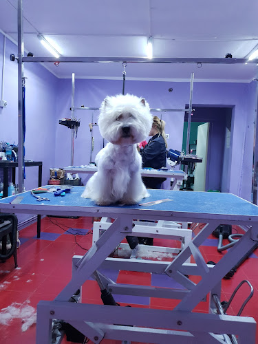 Opinii despre Groom Land Academy- Curs Coafor Canin în <nil> - Veterinar