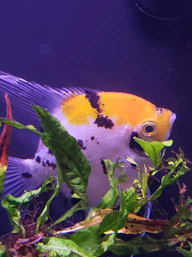 Pet Store «Bluewater Zoo Exotic Aquariums & Reptiles», reviews and photos, 159 Miracle Strip Pkwy SE, Fort Walton Beach, FL 32548, USA