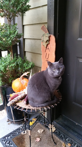 Pet Supply Store «Petco Animal Supplies», reviews and photos, 333 S State St a, Lake Oswego, OR 97034, USA