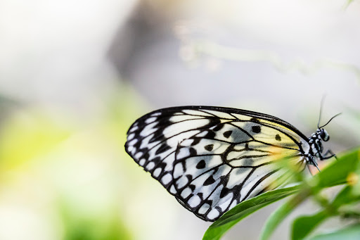 Museum «Peggy Notebaert Nature Museum», reviews and photos, 2430 N Cannon Dr, Chicago, IL 60614, USA