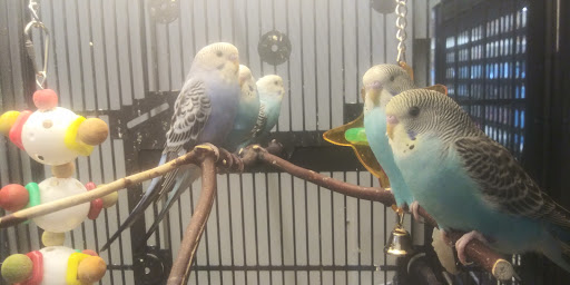 Pet Supply Store «PetSmart», reviews and photos, 160 Wadsworth Blvd, Lakewood, CO 80226, USA