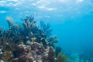 Port Coral Reefs image