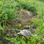 Photo n° 2 de l'avis de Matthias.A fait le 26/06/2019 à 13:20 pour Animalis Malemort à Malemort
