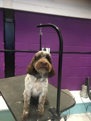 Unleashed Dog Grooming - Telford