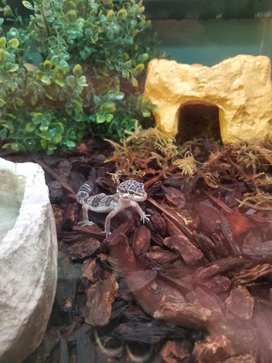 Pet Supply Store «Pet Supplies Plus», reviews and photos, 5315 Airport Hwy, Toledo, OH 43615, USA